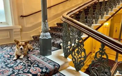 Pet-friendly hotel only at The Grand Brighton. 