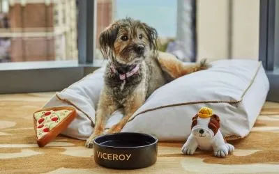 Pet friendly rooms at Viceroy Chicago.