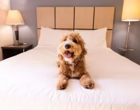 Sonesta Simply Suites Plano Frisco is pet friendly. 