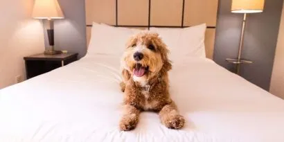 Sonesta Simply Suites St Louis Earth City is pet friendly.