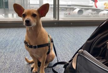 Pet Relief Areas at US Airports: Top Pit Stops for Happy Pets