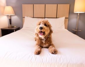 Sonesta Simply Suites Dallas Las Colinas is pet friendly.