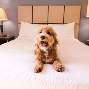 Sonesta Simply Suites Dallas Las Colinas is pet friendly.