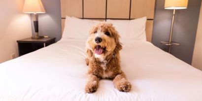 Sonesta Simply Suites Dallas Las Colinas is pet friendly.