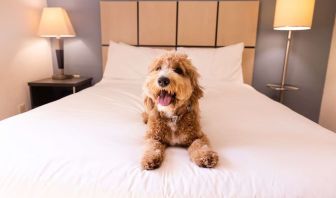 Sonesta Simply Suites Salt Lake City Airport is pet friendly. 