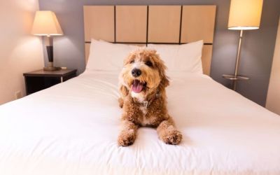 Sonesta Simply Suites Salt Lake City Airport is pet friendly. 