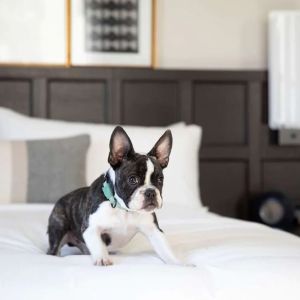 The Clift Royal Sonesta is pet friendly.