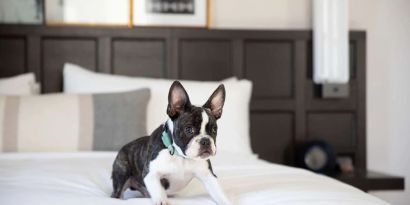 The Clift Royal Sonesta is pet friendly.