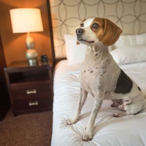 Hilton Baton Rouge Capitol Center is pet friendly.