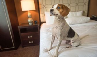 Hilton Baton Rouge Capitol Center is pet friendly.