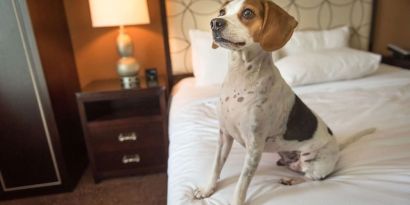 Hilton Baton Rouge Capitol Center is pet friendly.