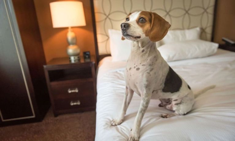 Hilton Baton Rouge Capitol Center is pet friendly.