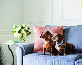 Pet friendly day room at The Charleston Place.