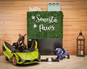 Pet friendly at Sonesta Redondo Beach & Marina.