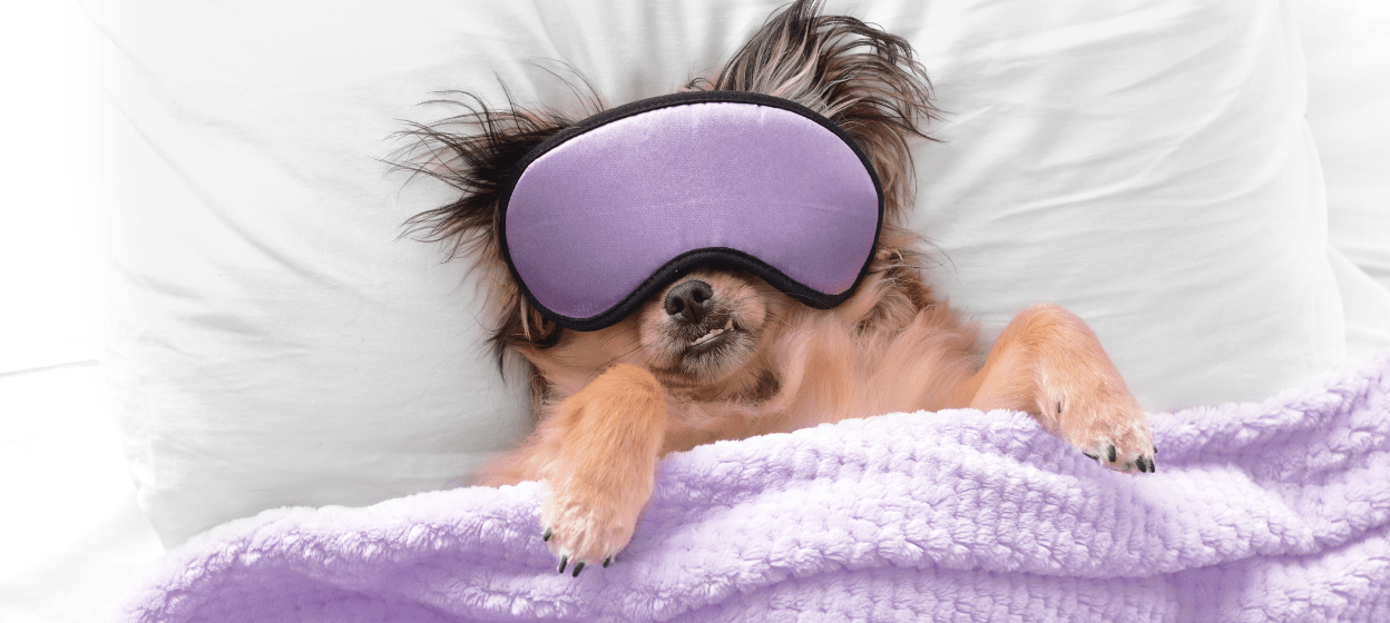 Pet friendly hotels near me