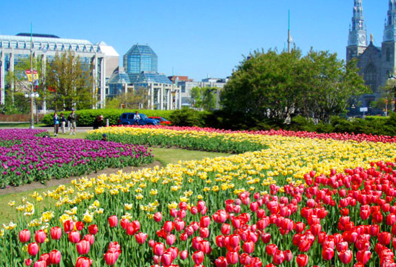 6 Ottawa Day Trips for the Whole Family - Ottawa Tulip Festival