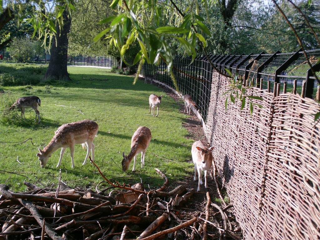 Deer in Clissold Park
