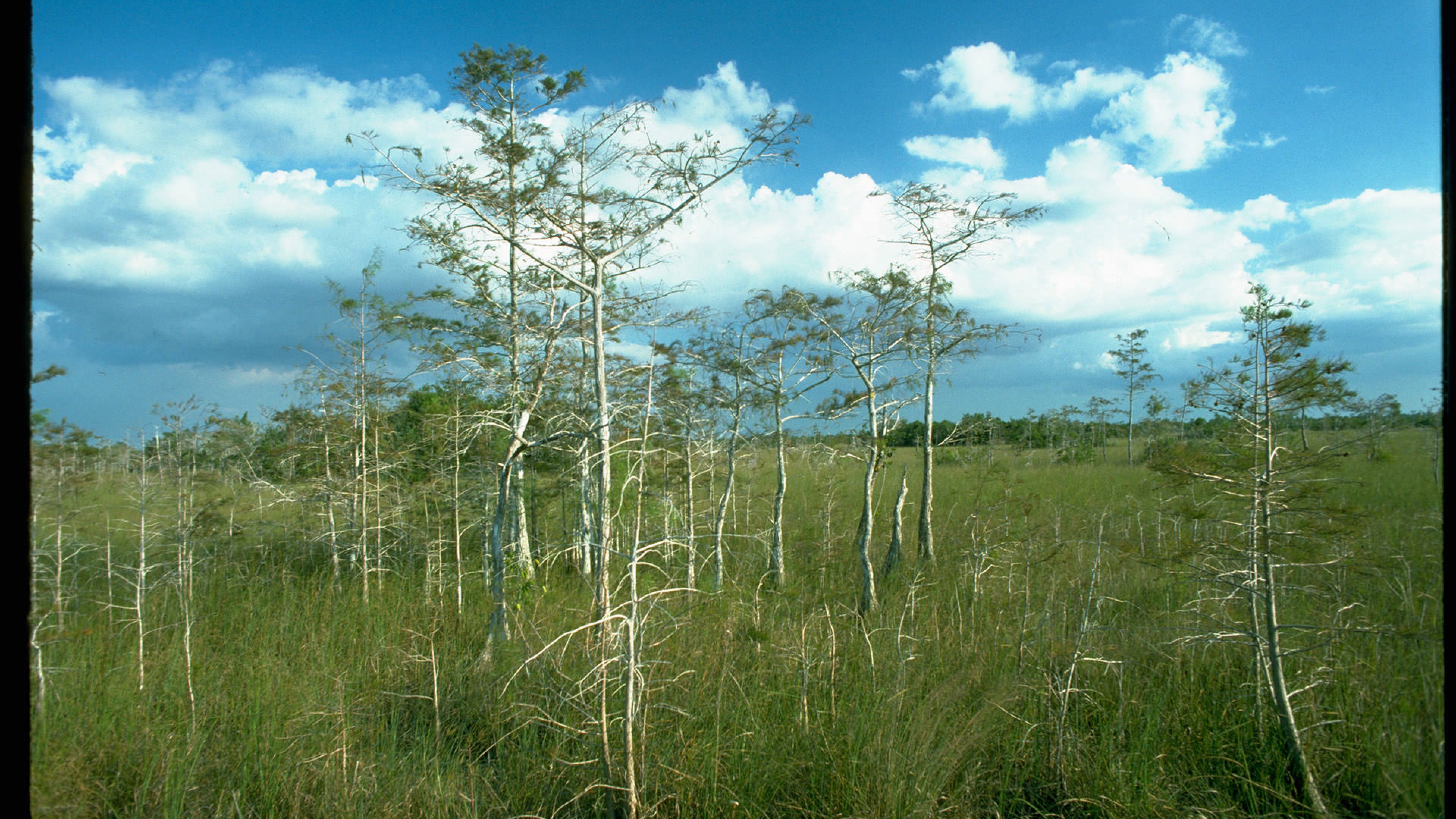 Travel Diary: The Effervescent Everglades