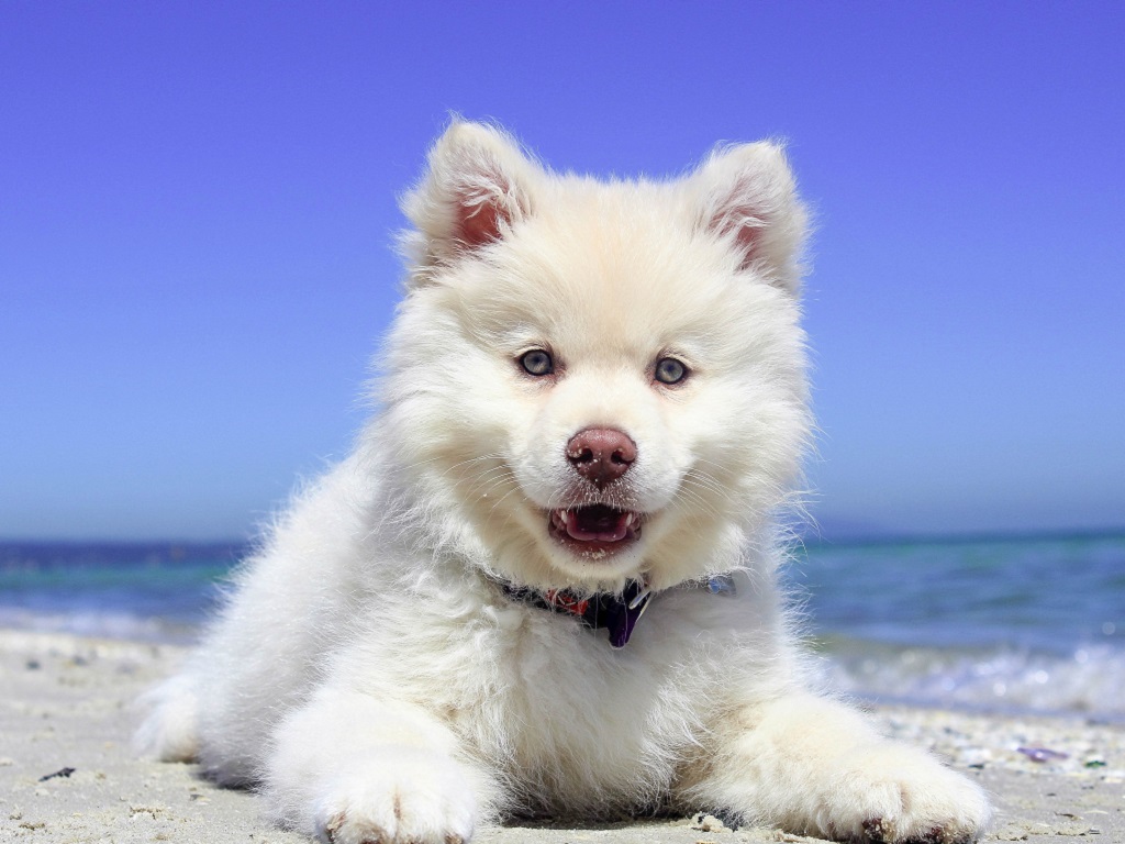 8 Great Dog Daycays