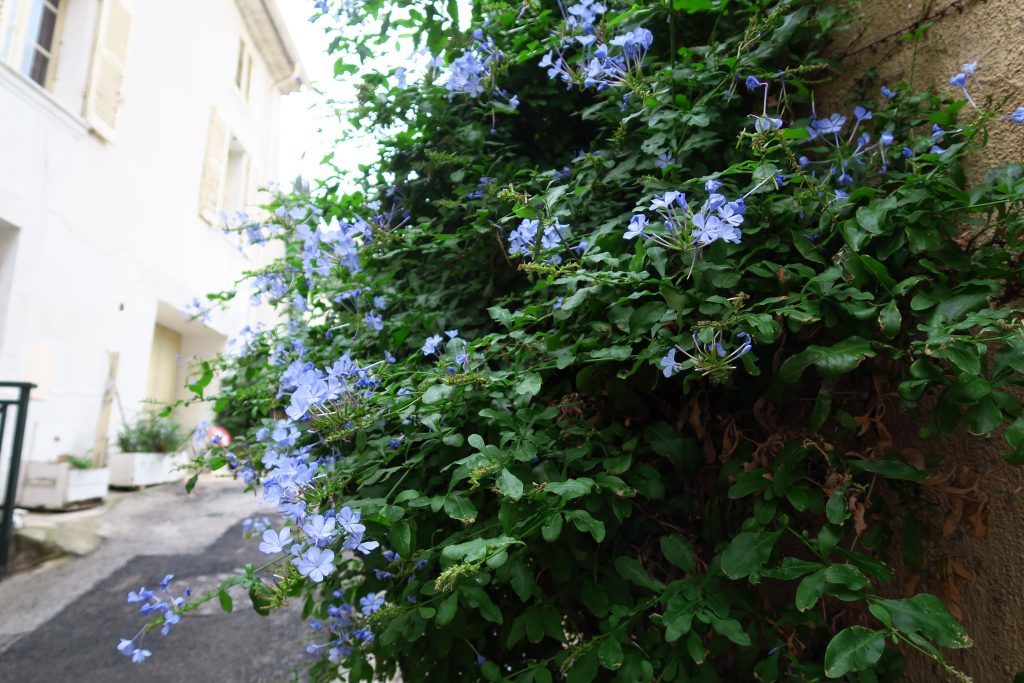 Hyères, France: the daycay of your dreams - IMG 0773