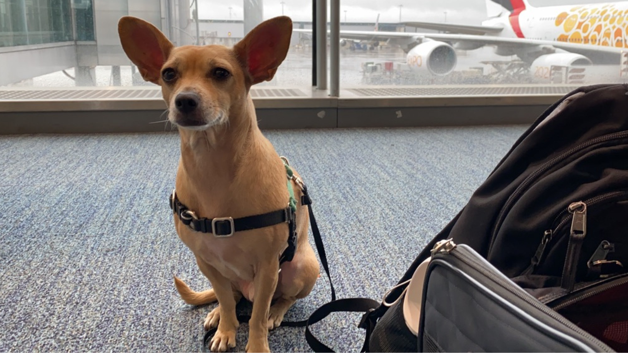 pet relief areas us airports: Manolo the dog waiting at the airport gate with airplane in the background
