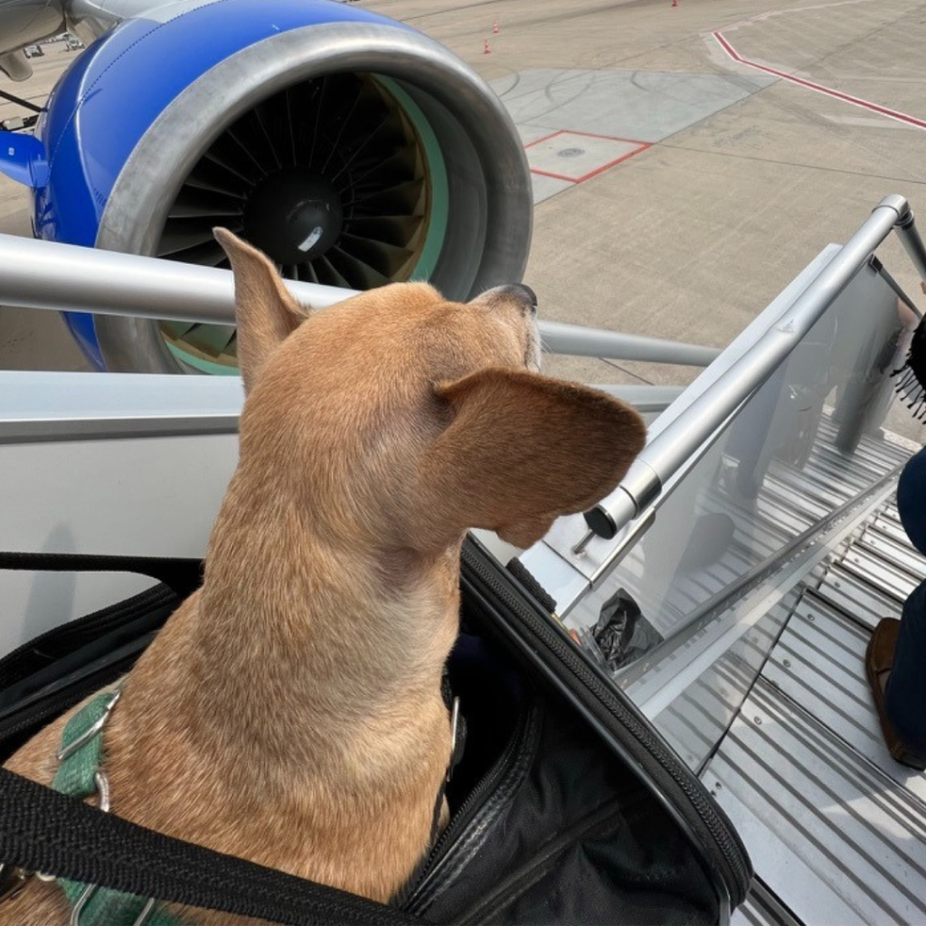 pet relief areas at us airports: dog on tarmack