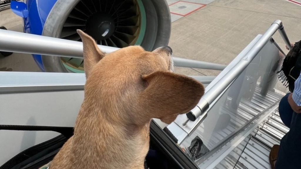 freebies at the airport: a dog in a carrier watches as owner deplanes
