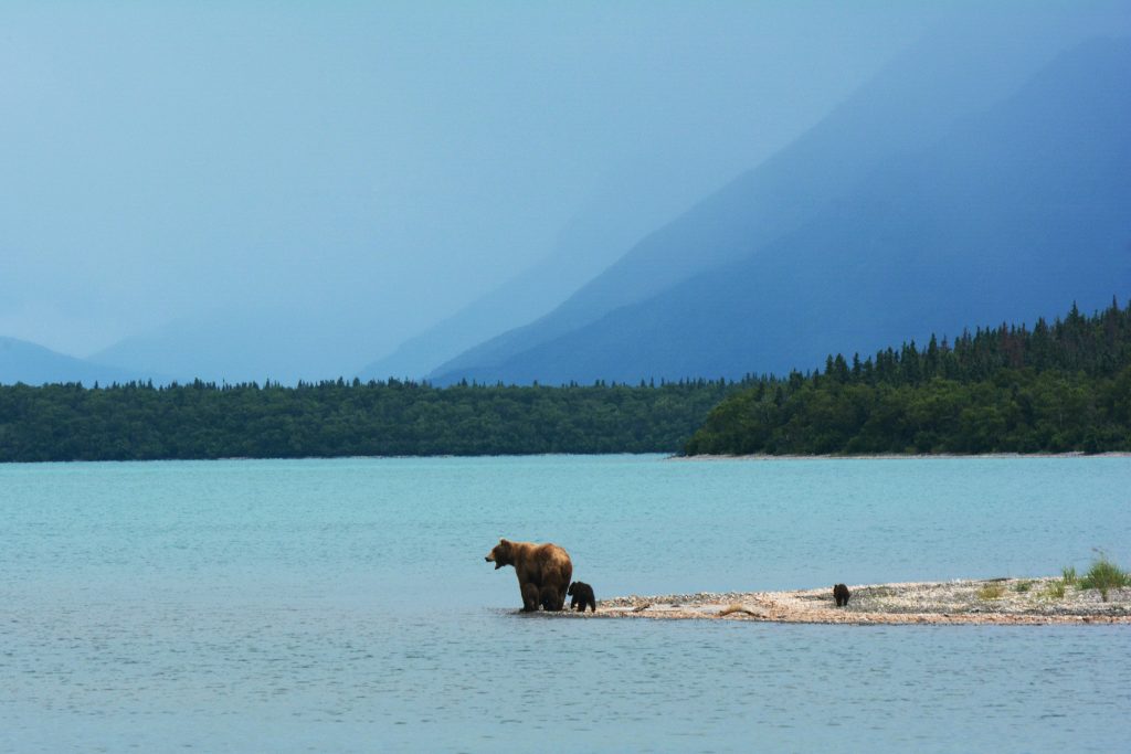 alaskan wildlife: bear and cub on land overlooking the ocean