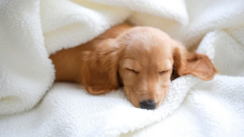 airport napping: puppy taking a nap