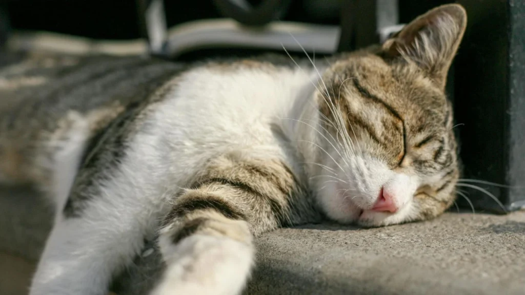 are there sleep pods at las vegas airport: cat taking a nap