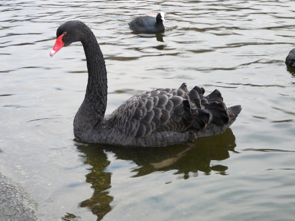 How to Spend a Day in London? See a Black swan at St. James Park.