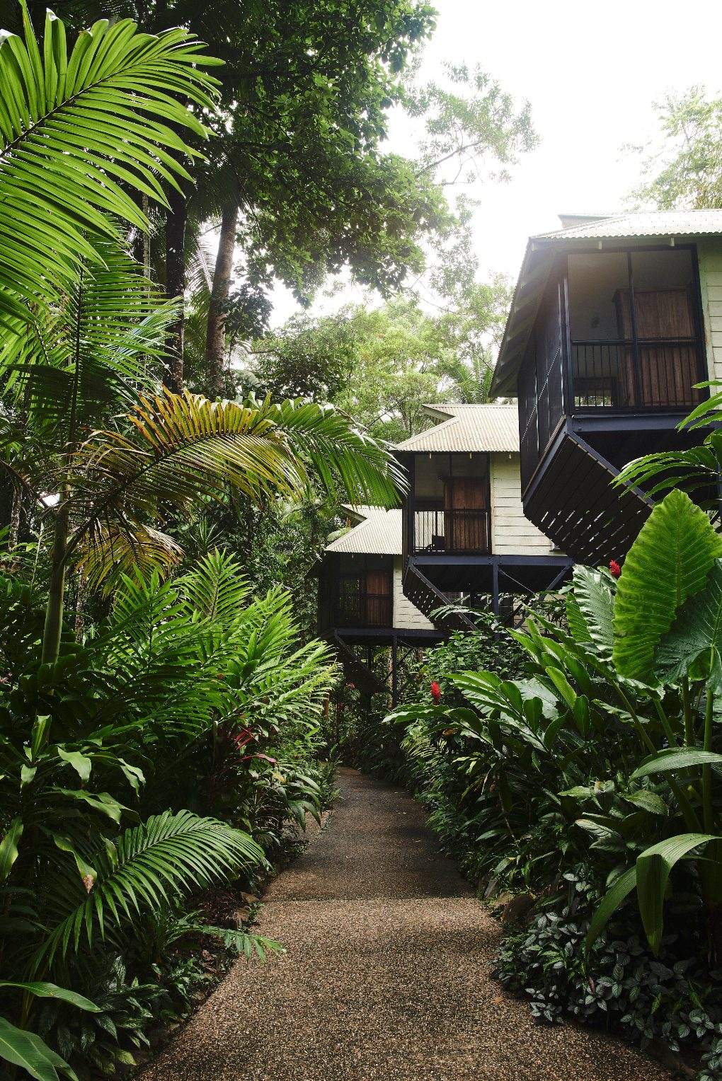 Canopies line the road with lush dense foliage all around.