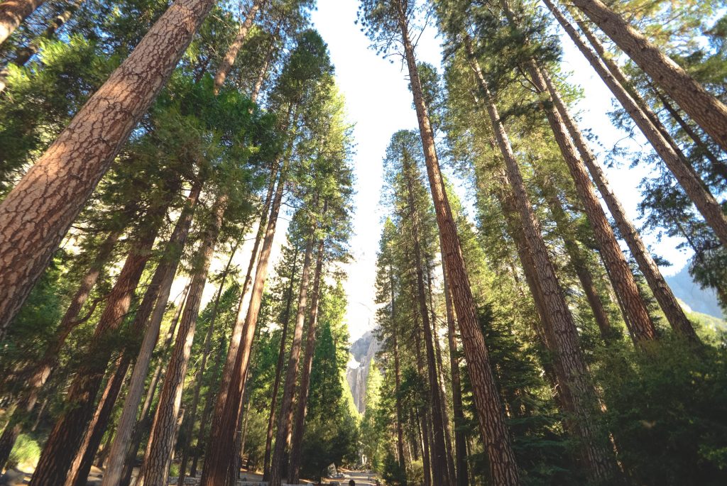 Looking up at tall trees and the sky on a sunny day.