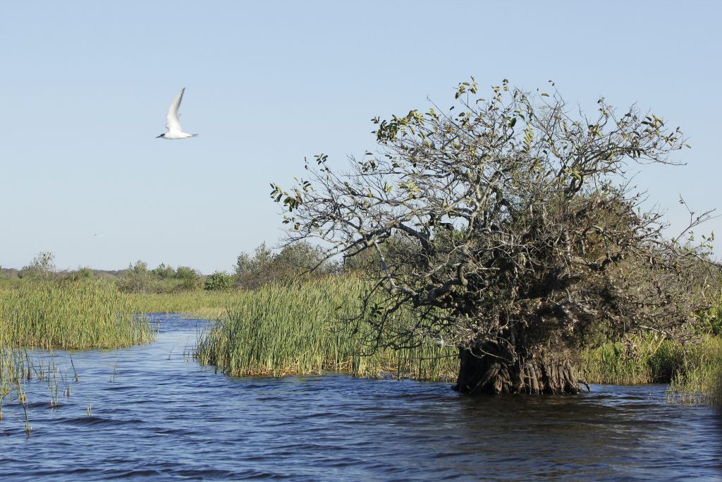 Clear skies over the water at Everglades National Park in Miami, FL