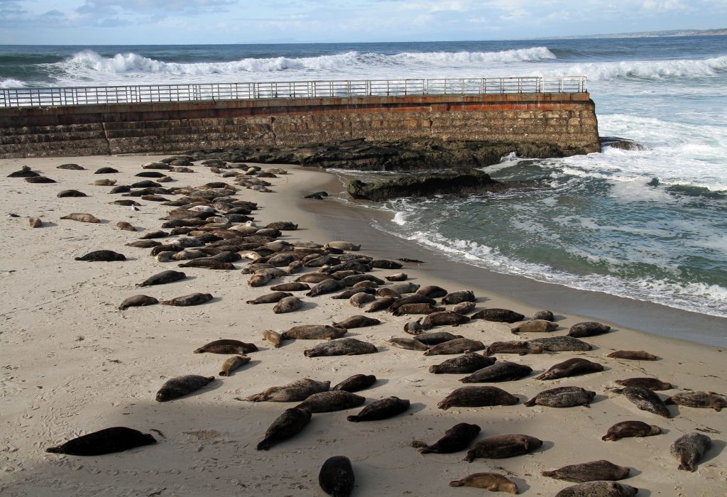 Sea lions cover the beach on a clear sunny afternoon in La Jolla, San Diego. Watching the playful sea lions is a perfect way to spend the day in San Diego.