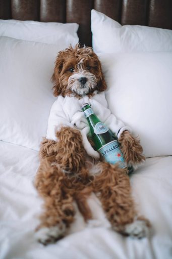 Odie the dog relaxes at San Diego’s Pembry Hotel on a Sunday morning.